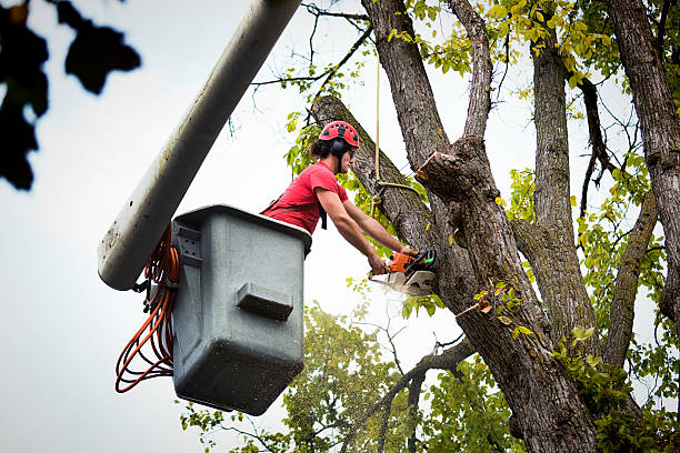 Why Choose Our Tree Removal Services in Lake Meade, PA?